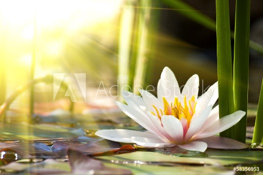 Picture of lotus flower
